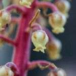 Pterospora andromedea 花