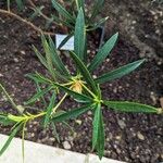 Rhododendron nervulosum