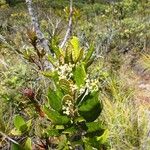 Argophyllum montanum Hábito