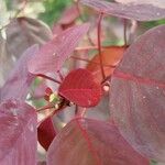 Euphorbia cotinifolia Folha