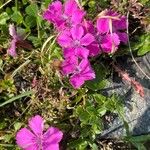 Dianthus glacialis Flower