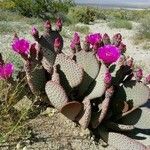 Opuntia basilaris 葉