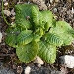 Primula vulgaris Folla