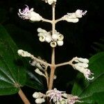 Miconia bubalina Other