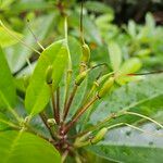 Rhododendron ponticum Gyümölcs