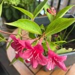 Weigela hortensis Flower