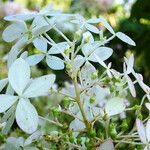 Hydrangea paniculata Blodyn