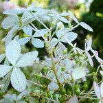 Hydrangea paniculata Kvet