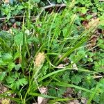 Carex sylvatica Habit