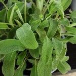 Salvia officinalis Yaprak