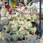 Cotyledon pendens Hoja