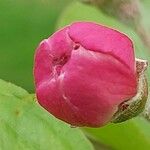 Malus spectabilis Flower