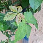 Parthenocissus inserta Blad