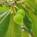 Calophyllum inophyllum Gyümölcs