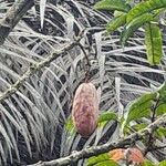 Pachylobus edulis Fruit