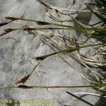 Carex firma Rusca