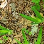 Iris cristata Leaf