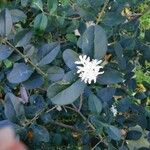 Ligustrum sinense फूल