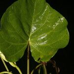 Ipomoea alba Blatt