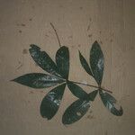 Endlicheria melinonii Leaf