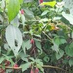 Fuchsia boliviana 整株植物