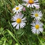 Symphyotrichum lanceolatumFlor