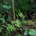 Peperomia tetraphylla Hoja
