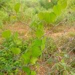 Cissampelos pareira Leaf