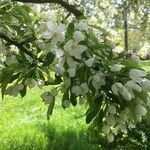 Malus spectabilisКветка