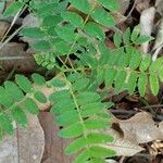 Zanthoxylum rhoifolium Folla