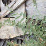 Oxytropis campestris Blad