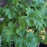 Pelargonium citronellum Blad