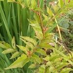 Zanthoxylum bungeanum Leaf