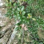 Quercus agrifolia Hoja