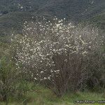 Ceanothus crassifolius Агульны выгляд