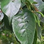 Alnus japonica পাতা