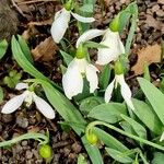 Galanthus elwesii 葉