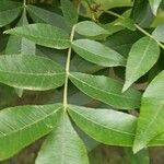 Carya cordiformis पत्ता