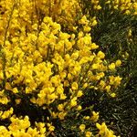 Cytisus oromediterraneus Altul/Alta