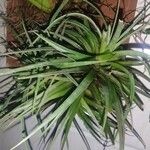 Tillandsia aeranthosList