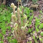 Osmundastrum cinnamomeum Hoja