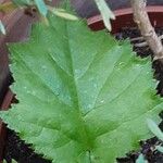 Crataegus submollis Leaf