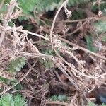 Achillea odorata Corteccia