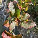 Berberis aetnensis برگ