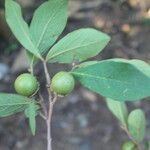 Diospyros acapulcensis Плод