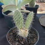 Opuntia leucotricha Blatt