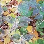 Solidago flexicaulis Blad