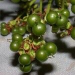 Pinzona coriacea Frukt