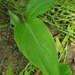 Canna x generalis Leaf