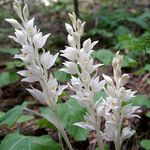 Cephalanthera austiniae Flower